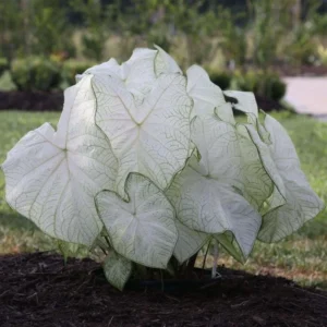 Moonlight Caladium Bulbs - 5 Planting Bulbs Per Pack - Shade Loving