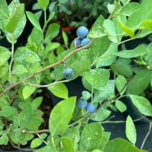 Blueberry Tree 3 Gallon Live Fruit Bush - Outdoor Sweet Blueberries - Not Ship CA