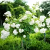 Iceberg White Rose Plant - Outdoor Shrub Rose Bush 4-10 Inches White