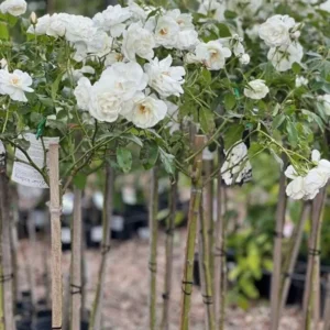 Iceberg White Rose Plant - Outdoor Shrub Rose Bush 4-10 Inches White