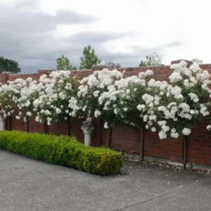 Iceberg White Rose Plant - Outdoor Shrub Rose Bush 4-10 Inches White