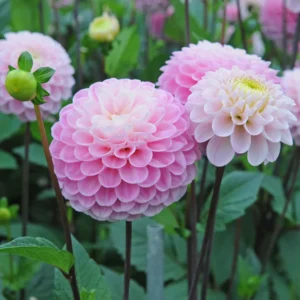 Wizard of Oz Dahlia Flower Bulbs Flower - 3 Bulbs Per Pack - Plant in Spring