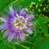 Incarnata Passion Flower Plant Live - Maypop Passiflora - 4-6 Inch Tall Garden Vine