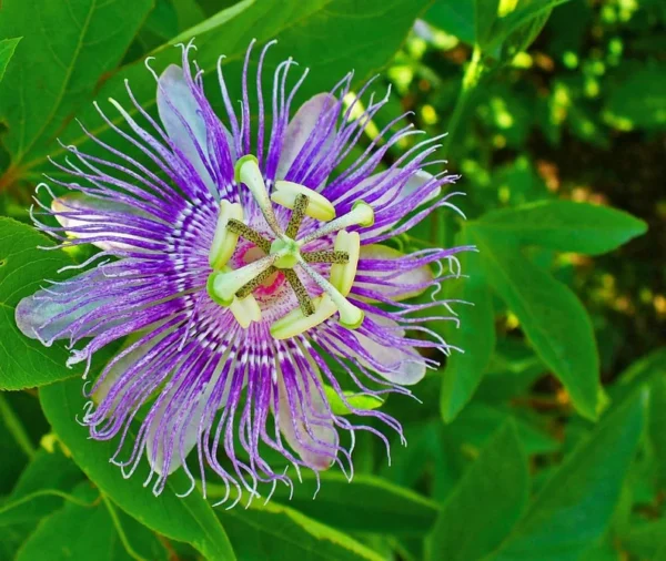 Incarnata Passion Flower Plant Live - Maypop Passiflora - 4-6 Inch Tall Garden Vine