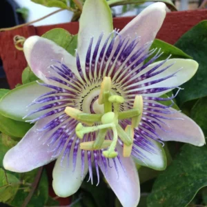 Incarnata Passion Flower Plant Live - Maypop Passiflora - 4-6 Inch Tall Garden Vine