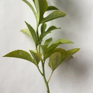 Incarnata Passion Flower Plant Live - Maypop Passiflora - 4-6 Inch Tall Garden Vine