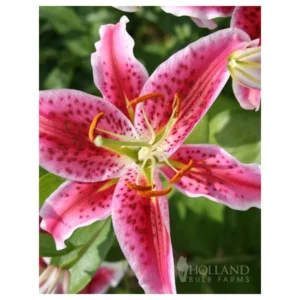 Stargazer Lily Jumbo Pack - 10 Flower Bulbs - Easy to Grow