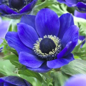 Blue Mr. Fokker Anemone Bulbs for Planting - Easy to Grow Perennial Flower Bulbs - Colorful Spring Flowers (25 Bulbs)
