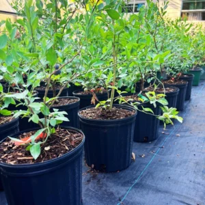 Blueberry Tree 3 Gallon Live Fruit Bush - Outdoor Sweet Blueberries - Not Ship CA