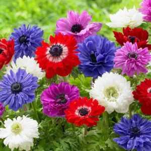 Mixed St. Brigid Anemone - 25 Bulbs Per Pack - Easy to Grow Perennial Flower Bulbs - Colorful Spring Flowers