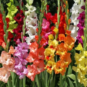 Tutti-Frutti Gladiolus Mixture - 18 Flower Bulbs Per Pack