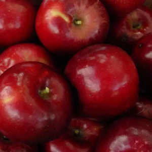 Jonathan Apple Tree Live Plant - 2-3 Inch Red Apple Fruit Tree - Grow Indoors/Outdoors