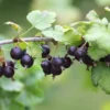 Jostaberry Gooseberry Bush Live Plant - Well Rooted Bare Root - Thornless Berry Bush for Planting