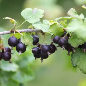 Jostaberry Gooseberry Bush Live Plant - Well Rooted Bare Root - Thornless Berry Bush for Planting