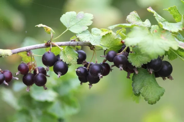 Jostaberry Gooseberry Bush Live Plant - Well Rooted Bare Root - Thornless Berry Bush for Planting