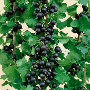 Jostaberry Gooseberry Bush Live Plant - Well Rooted Bare Root - Thornless Berry Bush for Planting