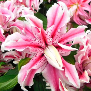 Pretty Pink Lily Collection Planting Bulbs - 12 Bulbs - Pink Flowers