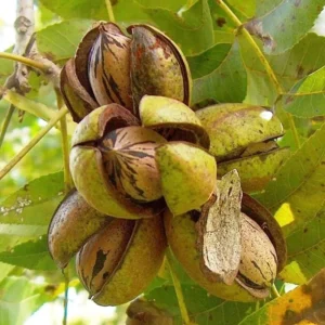 Lakota Pecan Tree - 3-4 Ft Bare Root Pecan Nut Seedlings - Carya illinoinensis
