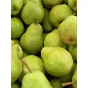 Starking Delicious Pear Tree - Pear Fruit Tree 1.5 to 3 Feet