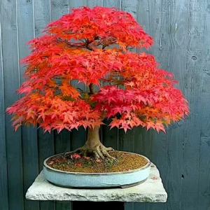Red Sunset Maple Tree Bare Root 3-4 Feet - Acer Rubrum - Fall Color