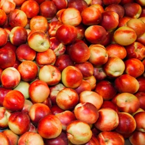 Snow Queen Nectarine Tree - Bare Root Fruit Tree 4-5 Feet