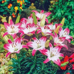 Pretty Pink Lily Collection Planting Bulbs - 12 Bulbs - Pink Flowers