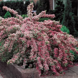 Variegated Weigela Plant Live for Planting - 4 Inch Pot Container with Live Healthy Plant, Varagated Leaves, Pink Blooms, perrenial, attracts pollinators, Hardy Shrub.