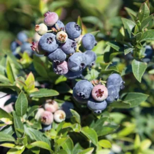Misty Blueberry Bush Live Plant - 4 Inch Potted Sweet Blueberry Seedling
