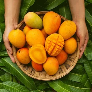 Karen Michelle Mango Tree - Grafted Tree - 1 ft Tall - Ships in 6 inch Pot