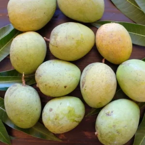 Karen Michelle Mango Tree - Grafted Tree - 1 ft Tall - Ships in 6 inch Pot