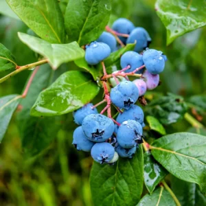 Blueberry Bush Live Plant - High Yielding 1 Gallon Fruit Bush