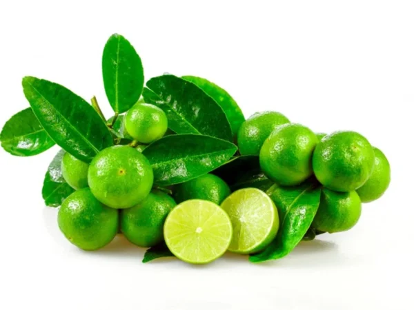 Key Lime Tree Starter Plant Live - 3-4 Ft Tall Potted Citrus Aurantifolia