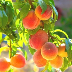 Dwarf Carolina Belle Peach Tree - 1.5 to 3 ft Peach Tree Sapling