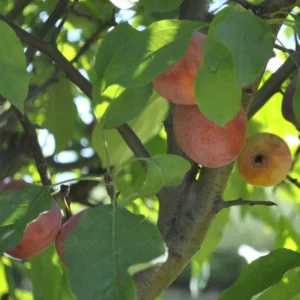 Whitney Crabapple Tree Live Plant 2 to 3 Feet Tall, Crabapple Plant Live Well Rooted Starter Plant Zones 4 to 9