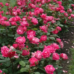 Knock Out Rose Bush - 4 Inch Pot - Red Flowers - Shrub - Disease Resistant