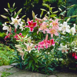 Oriental Lily Collection Bulbs - 12 Bulbs Per Pack - Easy Grow Flower Bulbs
