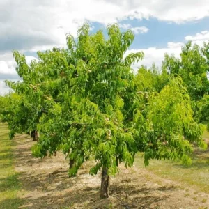 Mericrest Nectarine Tree - 2-3 ft Nursery Pot - Cold Hardy & Sweet