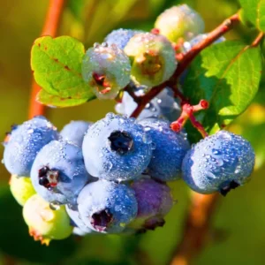 Blueberry Plant Live - 1 Gallon Potted Blueberry Bush with Large Berries