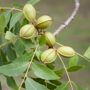Avalon Pecan Tree Bare Root 3-4 Ft - Fast Growing Shade Tree