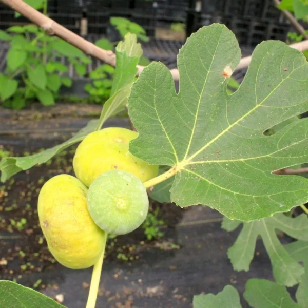 LSU Gold Fig Tree - Live Edible Fruit Tree - 2-3 Feet - Patio & Garden Plant
