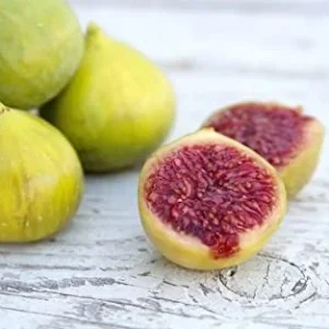 LSU Gold Fig Tree - Live Edible Fruit Tree - 2-3 Feet - Patio & Garden Plant