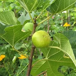 LSU Gold Fig Tree - Live Edible Fruit Tree - 2-3 Feet - Patio & Garden Plant