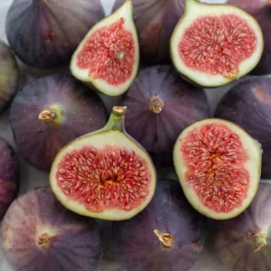 LSU Purple Fig Tree - Ficus carica - Sweet Fruit Producer - Medium Size
