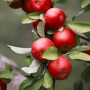 Whitney Crabapple Tree Live Plant 2 to 3 Feet Tall, Crabapple Plant Live Well Rooted Starter Plant Zones 4 to 9