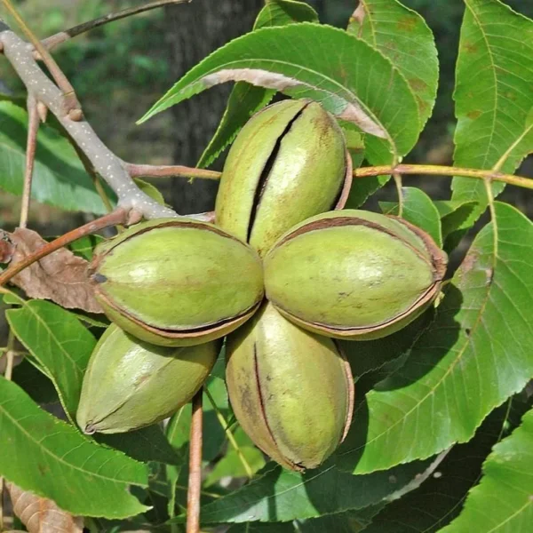 Lakota Pecan Tree - 3-4 Ft Bare Root Pecan Nut Seedlings - Carya illinoinensis