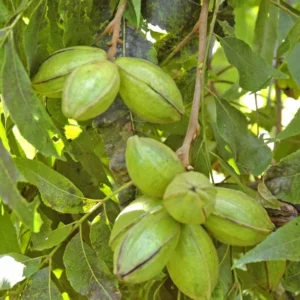 Lakota Pecan Tree - 3-4 Ft Bare Root Pecan Nut Seedlings - Carya illinoinensis