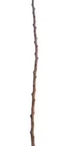 Lakota Pecan Tree - 3-4 Ft Bare Root Pecan Nut Seedlings - Carya illinoinensis
