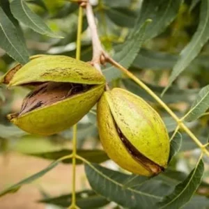 Lakota Pecan Tree - 3-4 Ft Bare Root Pecan Nut Seedlings - Carya illinoinensis