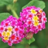 Lantana Pink Plant Live Perennial Flowers Outdoor 4-6 Inch
