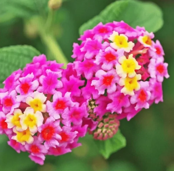 Lantana Pink Plant Live Perennial Flowers Outdoor 4-6 Inch